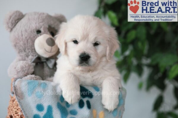 Image of Quinlan, a Golden Retriever puppy