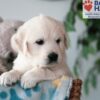 Image of Quinton, a Golden Retriever puppy