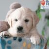 Image of Quinton, a Golden Retriever puppy