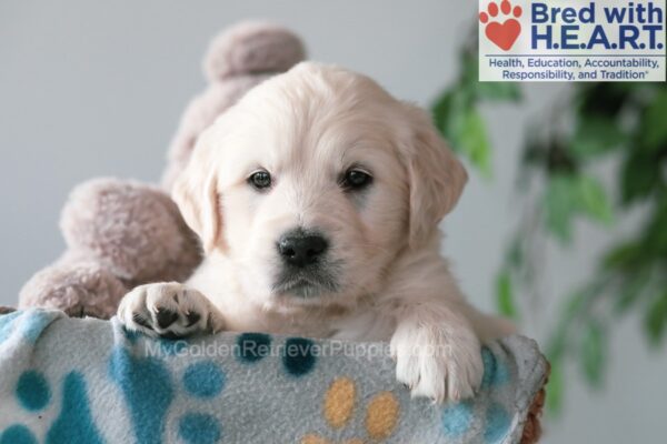 Image of Quinton, a Golden Retriever puppy