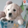 Image of Quinton, a Golden Retriever puppy