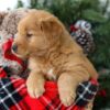 Image of Remington, a Golden Retriever puppy