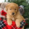 Image of Remington, a Golden Retriever puppy