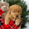 Image of Remington, a Golden Retriever puppy