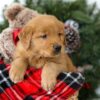 Image of Remington, a Golden Retriever puppy