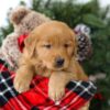 Image of Remington, a Golden Retriever puppy