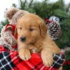 Image of Remington, a Golden Retriever puppy