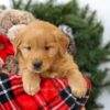 Image of Remington, a Golden Retriever puppy