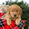 Image of Remington, a Golden Retriever puppy