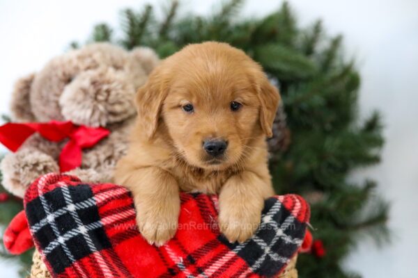 Image of Remington, a Golden Retriever puppy