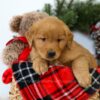 Image of Remington, a Golden Retriever puppy