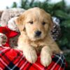 Image of Riley, a Golden Retriever puppy