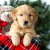 Image of Riley, a Golden Retriever puppy