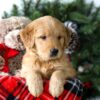 Image of Riley, a Golden Retriever puppy