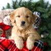 Image of Riley, a Golden Retriever puppy