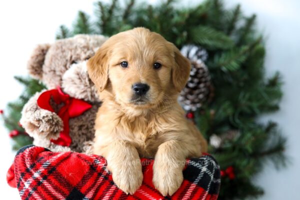 Image of Riley, a Golden Retriever puppy