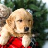 Image of Riley, a Golden Retriever puppy