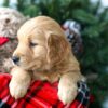 Image of Riley, a Golden Retriever puppy