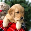 Image of Riley, a Golden Retriever puppy