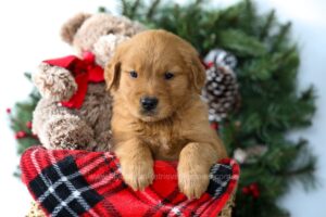 Image of River, a Golden Retriever puppy