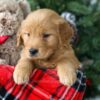 Image of Ronald, a Golden Retriever puppy