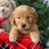 Image of Ronald, a Golden Retriever puppy