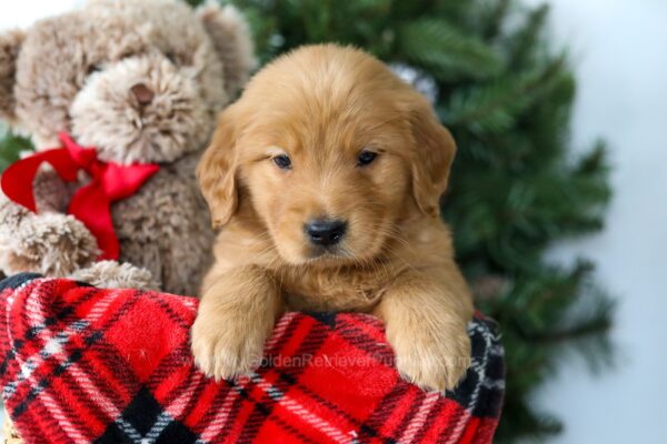 Image of Ronald, a Golden Retriever puppy