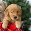 Image of Ronald, a Golden Retriever puppy