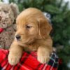 Image of Ronald, a Golden Retriever puppy