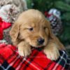 Image of Ronald, a Golden Retriever puppy