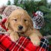 Image of Ronald, a Golden Retriever puppy