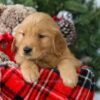 Image of Ronald, a Golden Retriever puppy