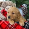 Image of Rowen, a Golden Retriever puppy