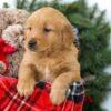 Image of Rowen, a Golden Retriever puppy