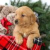 Image of Rowen, a Golden Retriever puppy