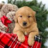 Image of Rowen, a Golden Retriever puppy