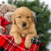 Image of Rowen, a Golden Retriever puppy