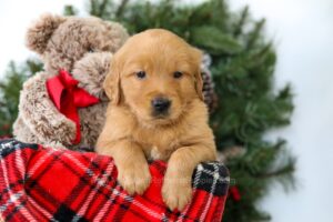 Image of Rowen, a Golden Retriever puppy