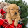 Image of Rowen, a Golden Retriever puppy