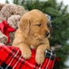 Image of Rowen, a Golden Retriever puppy