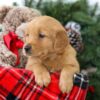 Image of Rowen, a Golden Retriever puppy