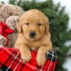 Image of Rowen, a Golden Retriever puppy