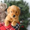 Image of Rusty, a Golden Retriever puppy