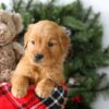 Image of Rusty, a Golden Retriever puppy