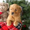 Image of Rusty, a Golden Retriever puppy