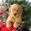 Image of Rusty, a Golden Retriever puppy