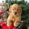 Image of Rusty, a Golden Retriever puppy