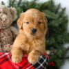 Image of Rusty, a Golden Retriever puppy