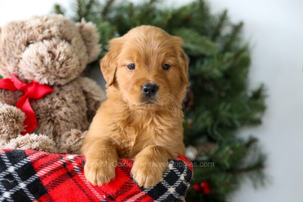 Image of Rusty, a Golden Retriever puppy