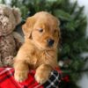 Image of Rusty, a Golden Retriever puppy